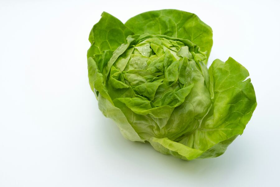 Fresh Lettuce