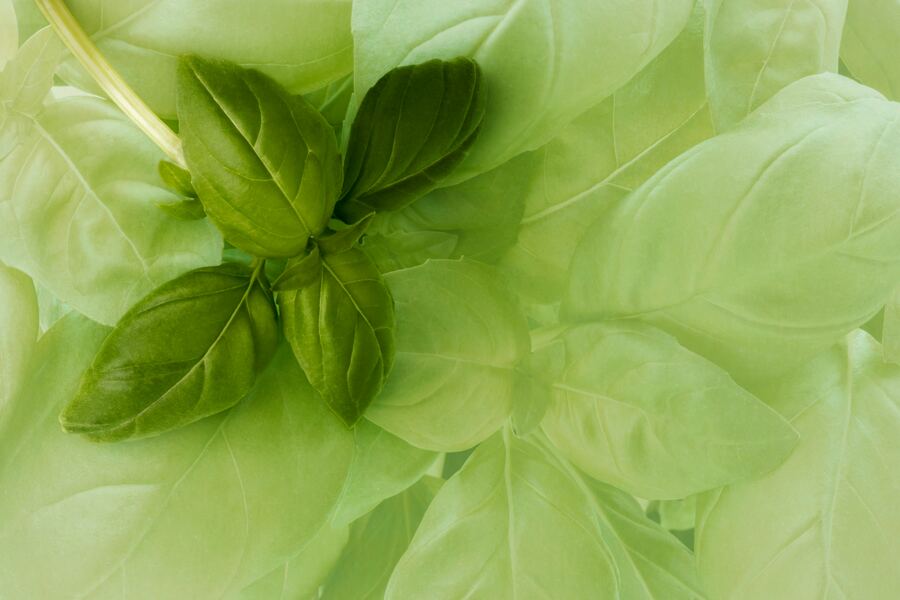 Fresh Herbs